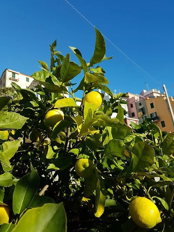 بيت ضيافة Affittacamere Il Timone كورنيجليا إيطاليا